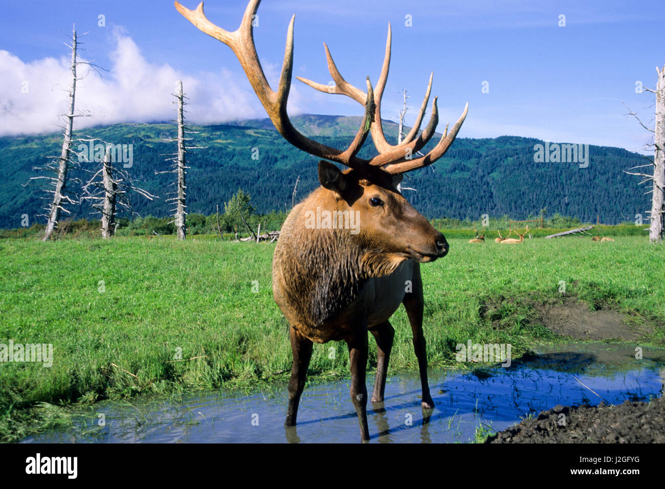 Bull Elk debout dans un petit ruisseau qui traverse une prairie d'herbe, de l'Alaska Wildlife Conservation Center, Portage Alaska Banque D'Images