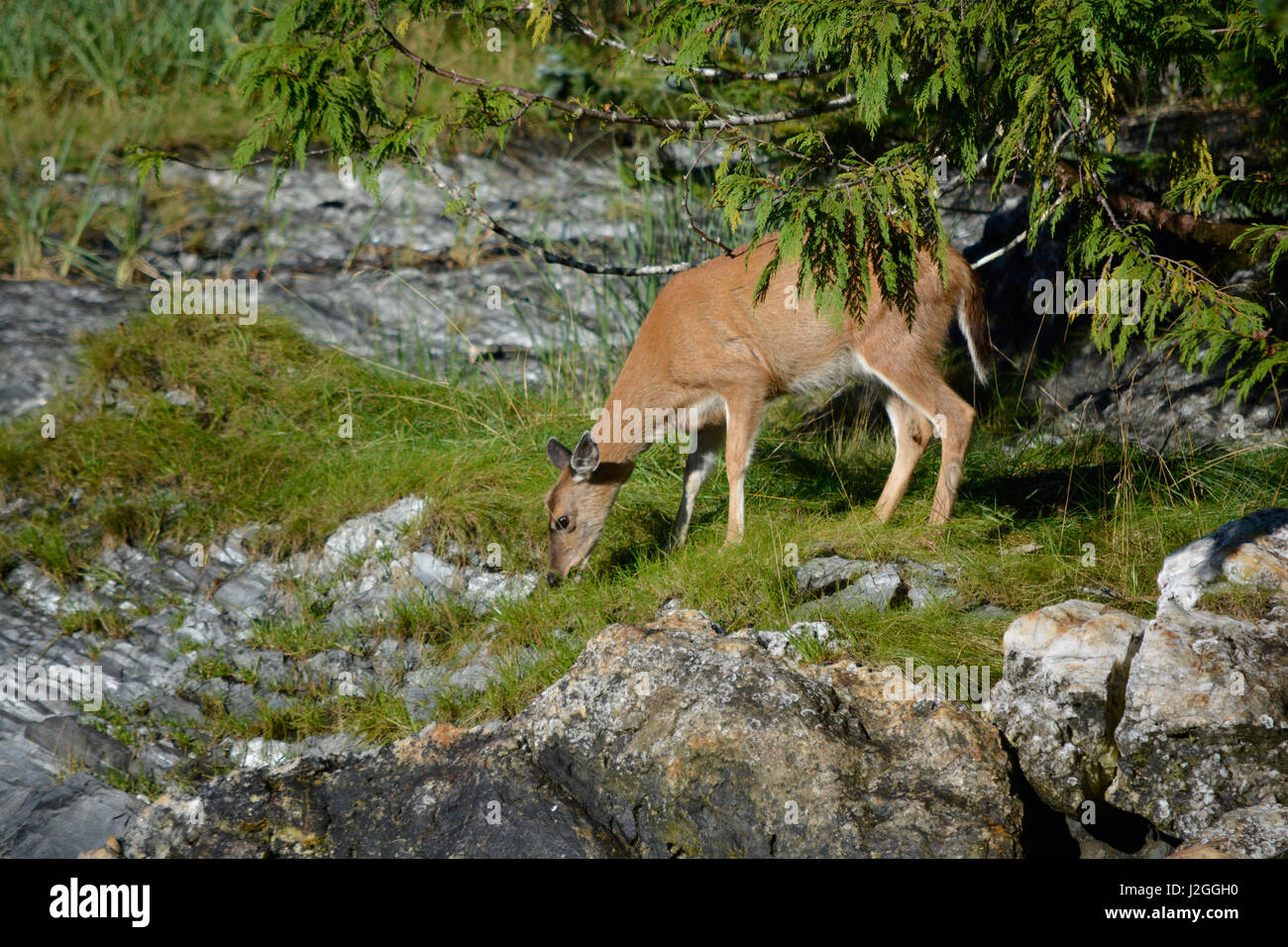 USA, Alaska, Ketchikan, Sitka Cerf à queue noire de cèdre de l'alimentation. Banque D'Images