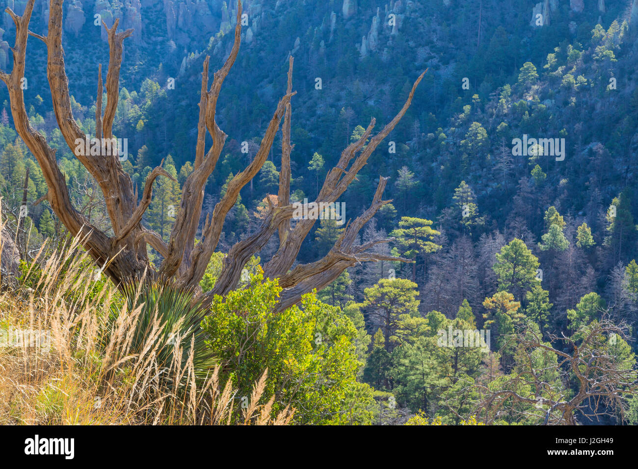 Aux Etats-Unis, l'Arizona, Monument National Chiricahua. Dead tree juniper frames la forêt de montagne. En tant que crédit : Don Paulson / Jaynes Gallery / DanitaDelimont.com Banque D'Images