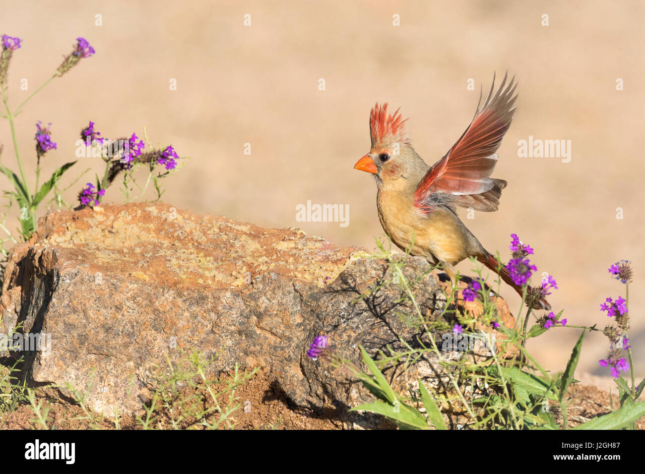 USA, Arizona, Amado. Le cardinal femelle avec ailes déployées. En tant que crédit : Wendy Kaveney Jaynes / Galerie / DanitaDelimont.com Banque D'Images