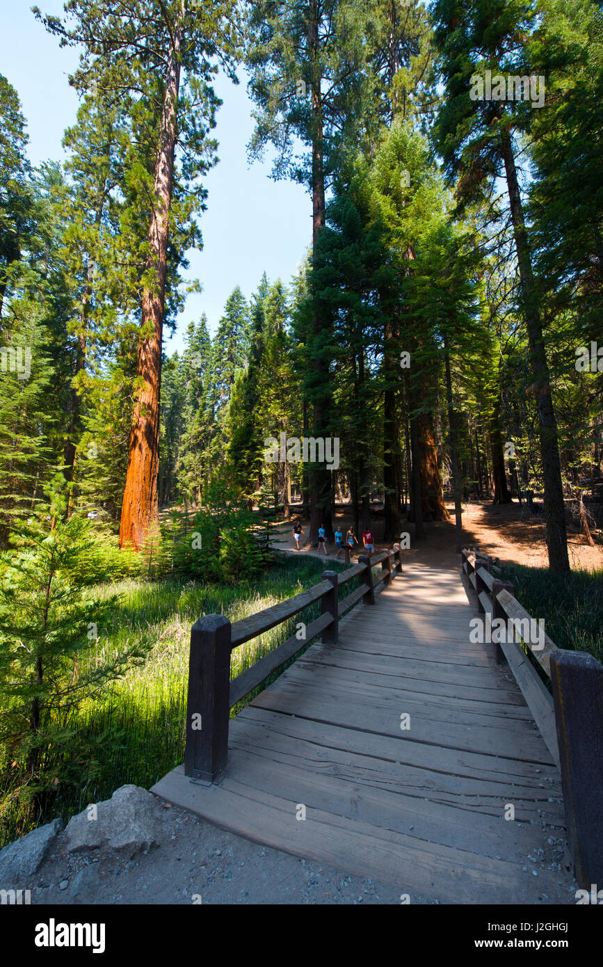 États-unis, Californie, Yosemite National Park, les touristes sur le sentier à Mariposa Grove de séquoia géant (grand format formats disponibles) Banque D'Images