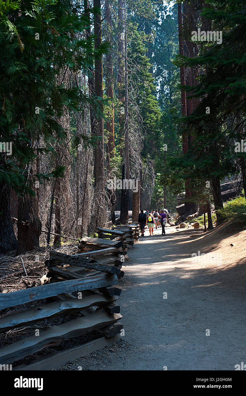 États-unis, Californie, Yosemite National Park, les touristes sur le sentier à Mariposa Grove de séquoia géant Banque D'Images