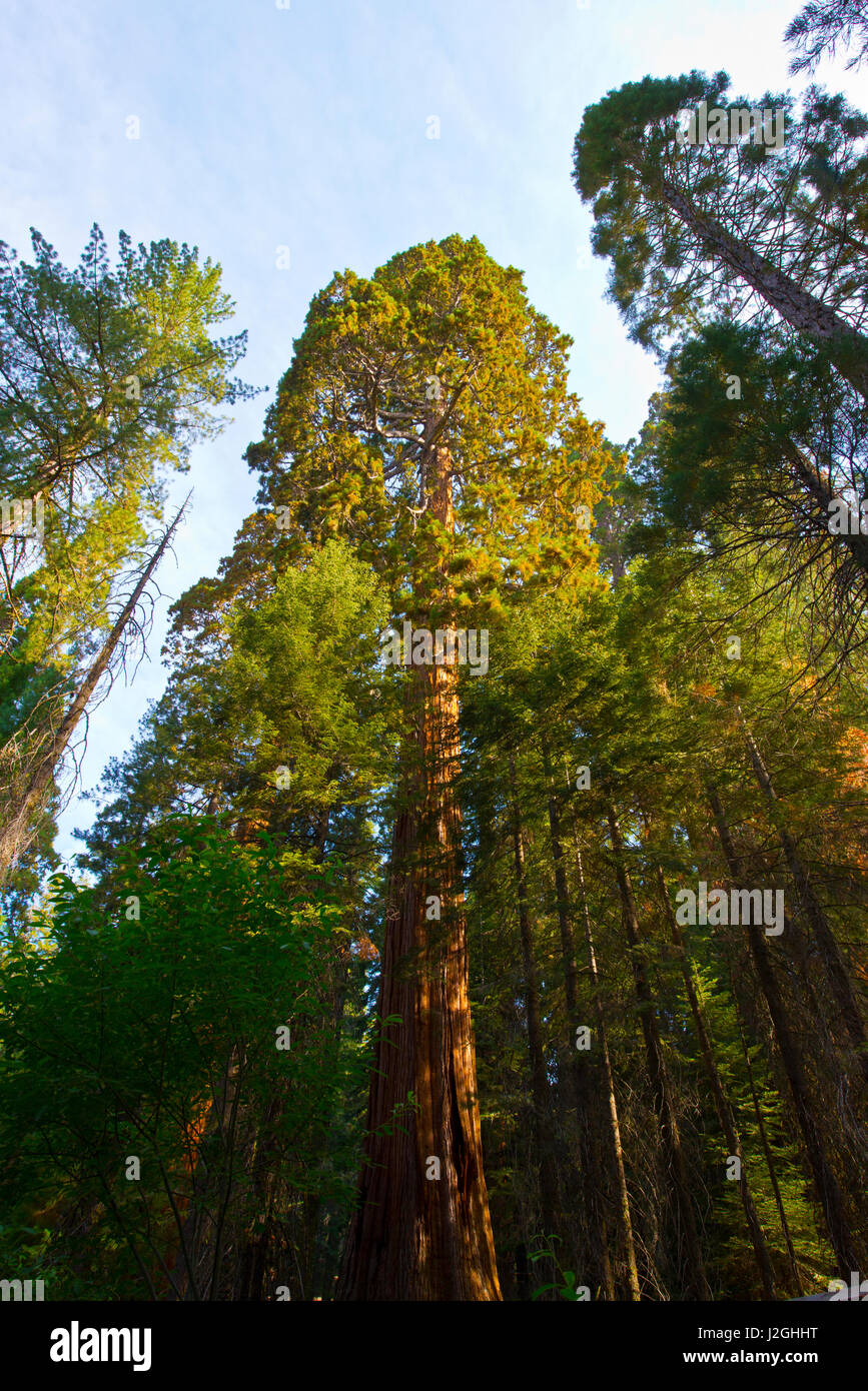 États-unis, Californie, Sequoia, Kings Canyon National Park, le général Sherman Arbre Séquoia géant, plus grand arbre en volume dans le monde (grand format formats disponibles) Banque D'Images