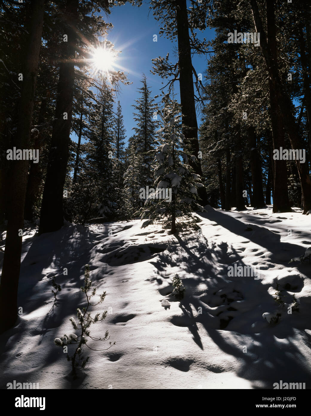 États-unis, Californie, la Sierra Nevada, un rouge couvert de neige Sapin (Abies magnifica) forêt. Tailles disponibles (grand format) Banque D'Images