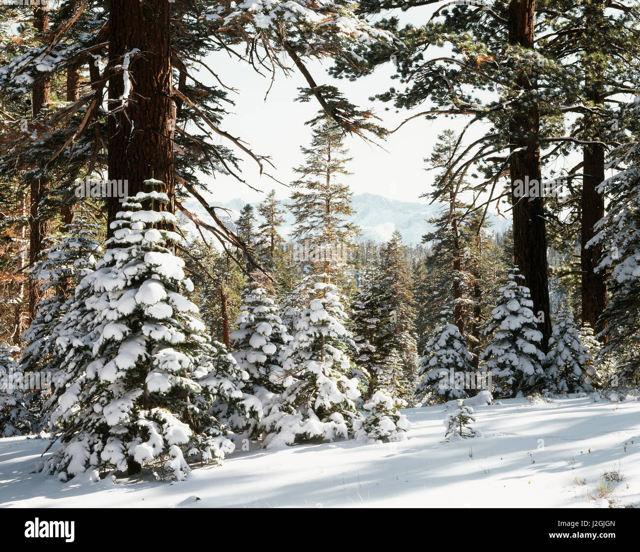 États-unis, Californie, la Sierra Nevada, Rouge de Sapins (Abies magnifica) et de la neige fraîche dans la Haute Sierra. Tailles disponibles (grand format) Banque D'Images