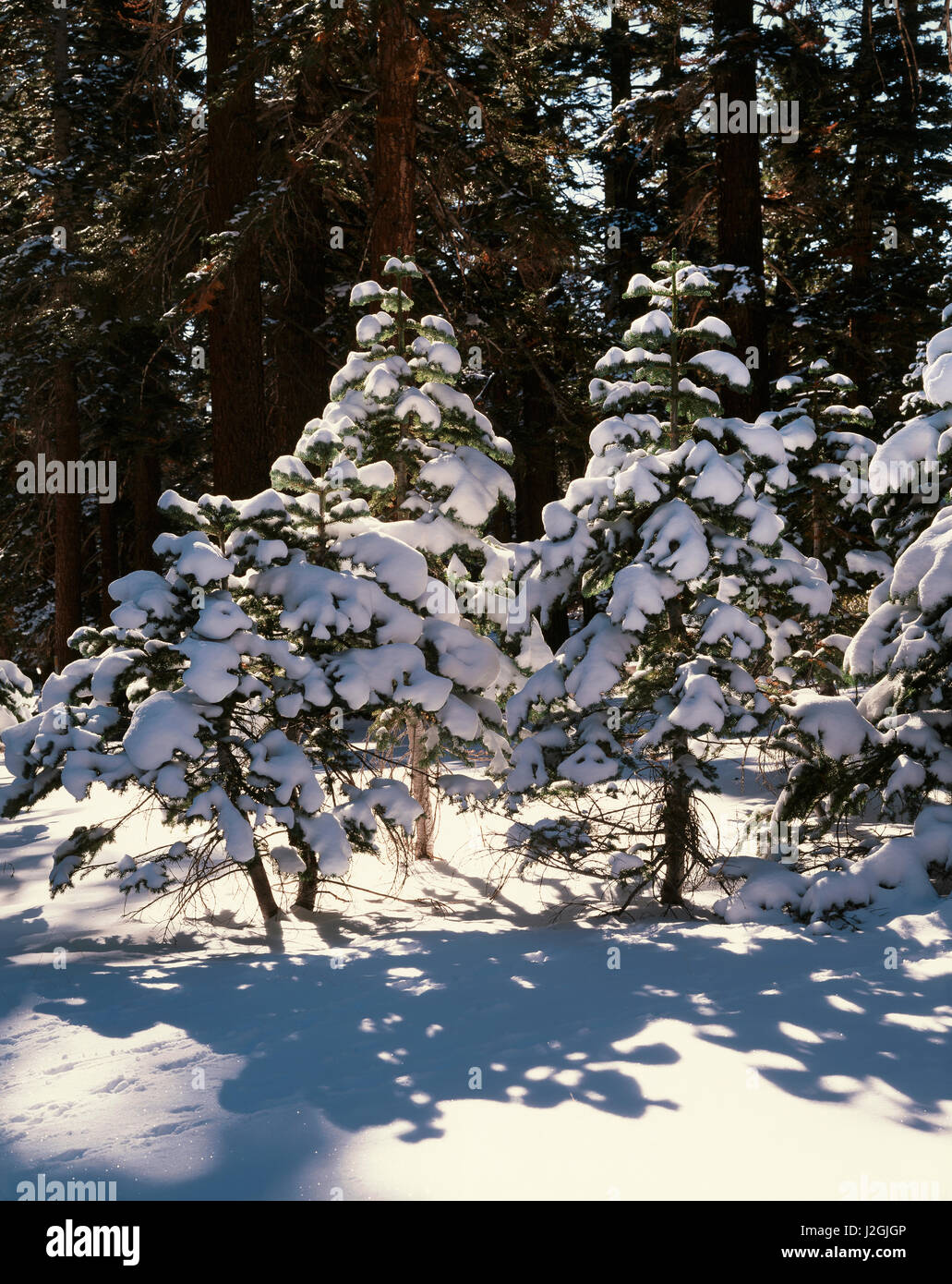 États-unis, Californie, la Sierra Nevada, Rouge de Sapins (Abies magnifica) et de la neige fraîche dans la Haute Sierra. Tailles disponibles (grand format) Banque D'Images
