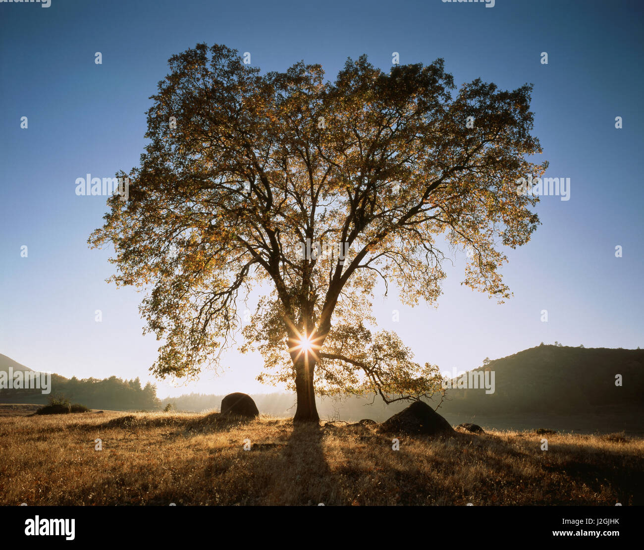 États-unis, Californie, Cleveland National Forest, le coucher du soleil par l'intermédiaire de Black Oak Tree (Quercus kelloggii) dans un champ ouvert. Tailles disponibles (grand format) Banque D'Images