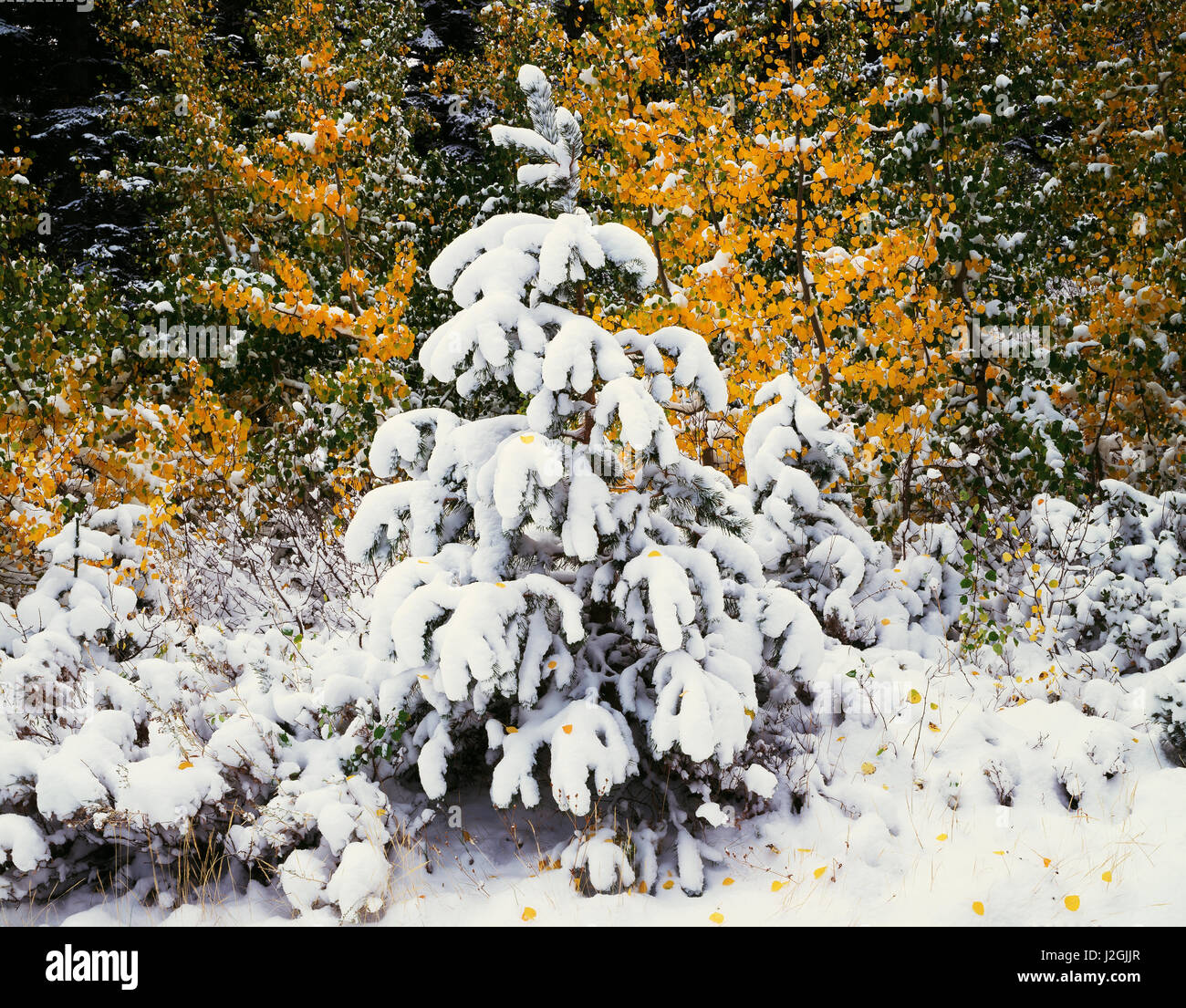 États-unis, Californie, la Sierra Nevada, couleurs de l'automne de trembles (Populus tremuloides) et de la neige fraîche dans la Haute Sierra. Tailles disponibles (grand format) Banque D'Images
