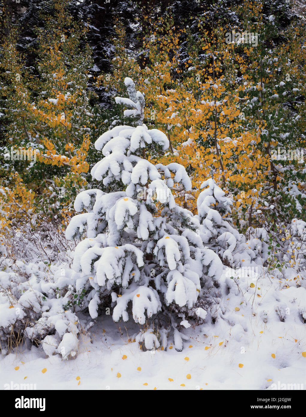 États-unis, Californie, la Sierra Nevada, couleurs de l'automne de trembles (Populus tremuloides) et de la neige fraîche dans la Haute Sierra. Tailles disponibles (grand format) Banque D'Images
