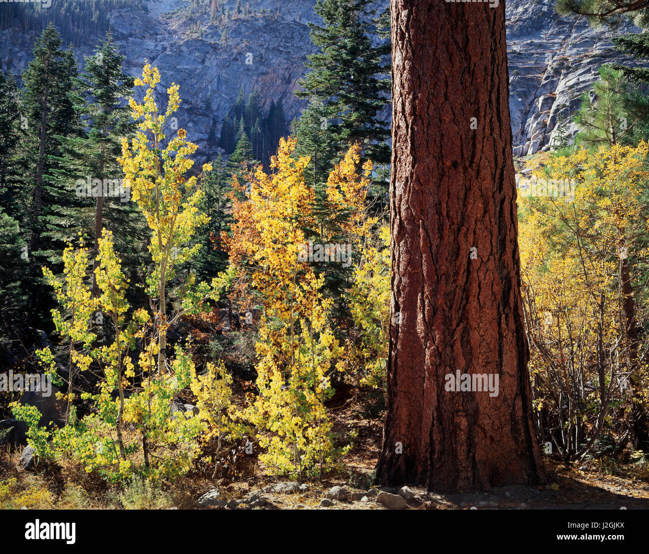 États-unis, Californie, la Sierra Nevada, couleurs de l'automne de trembles (Populus tremuloides) et un tronc d'arbre de pin ponderosa (Pinus ponderosa) dans la forêt. Tailles disponibles (grand format) Banque D'Images