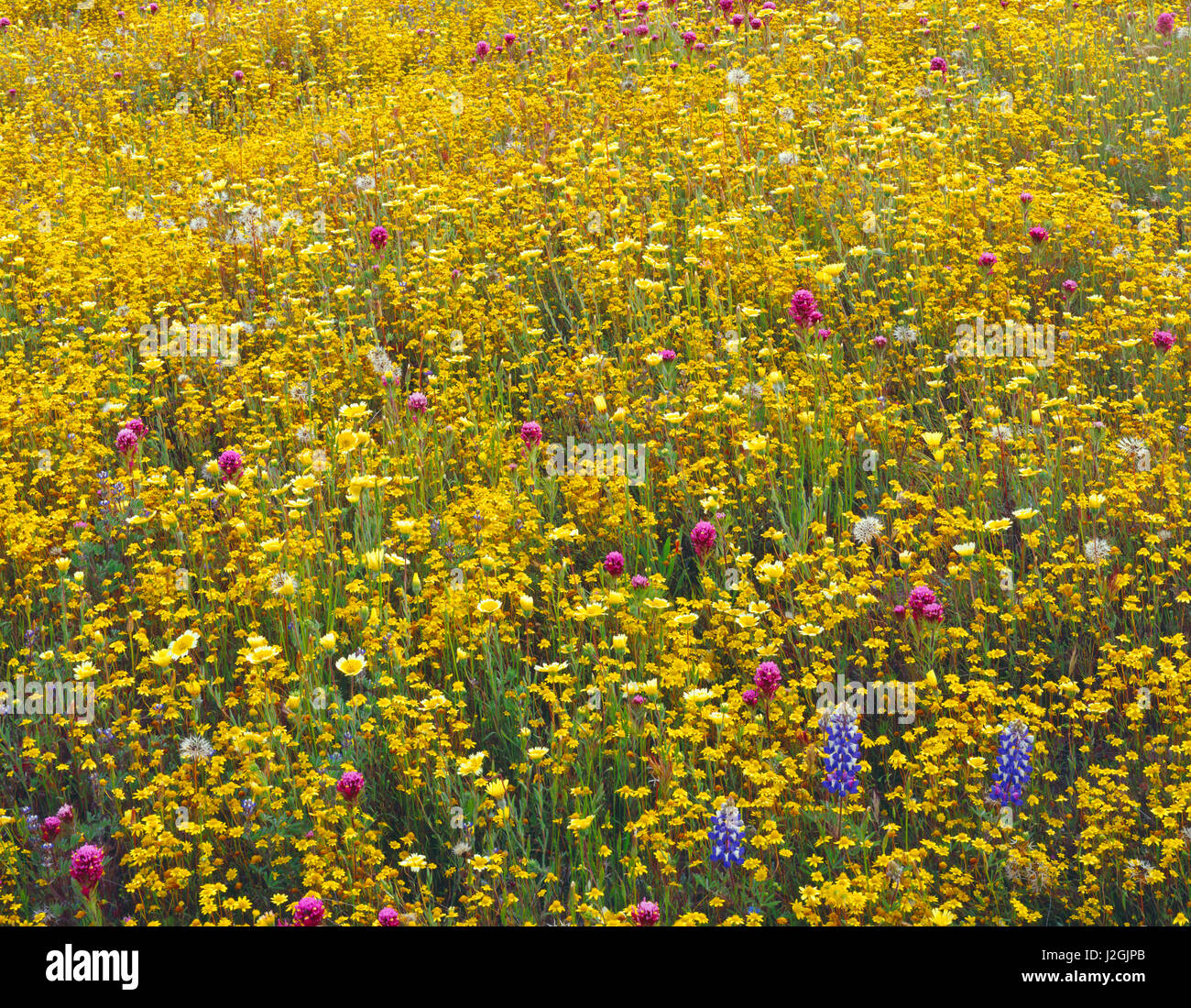 États-unis, Californie, les montagnes de la chaîne Côtière, luxuriante floraison printanière de goldfields, Douglas, Lupin et trèfle violet owl conseils tidy chez Shell Creek Valley. Tailles disponibles (grand format) Banque D'Images