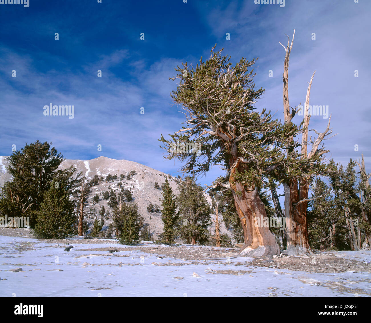 États-unis, Californie, Inyo National Forest Grove, de vieux pins bristlecone (Pinus longaeva) et l'automne du patriarche, neige, Bristlecone Pine Grove ancienne zone forestière. Tailles disponibles (grand format) Banque D'Images