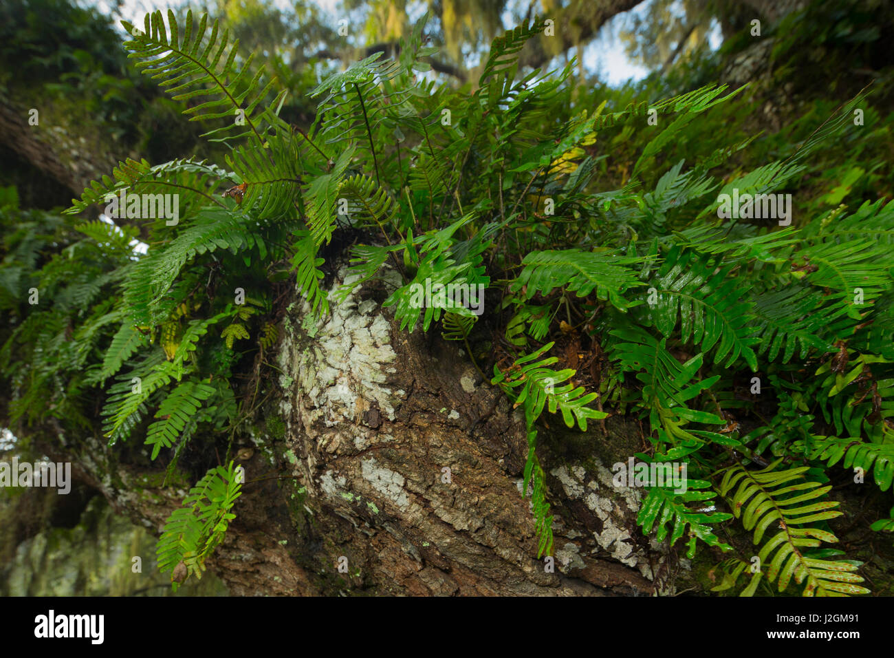 Resurrection fern, Pleopeltis polypodioides, Floride Banque D'Images
