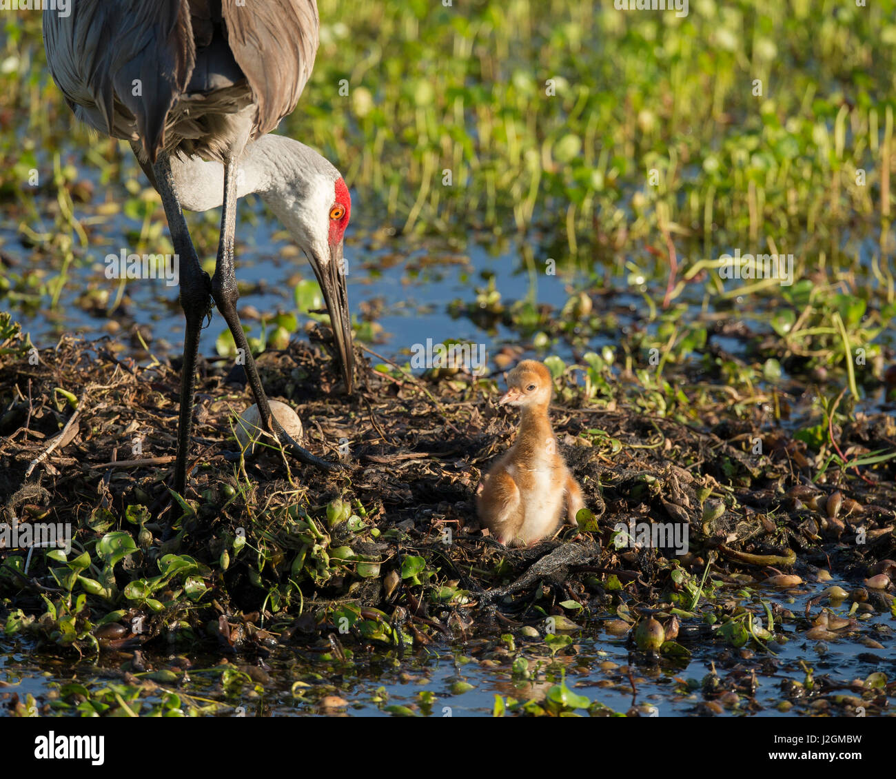 Juste éclos, la grue off nest avec premier colt, Grus canadensis, Floride Banque D'Images