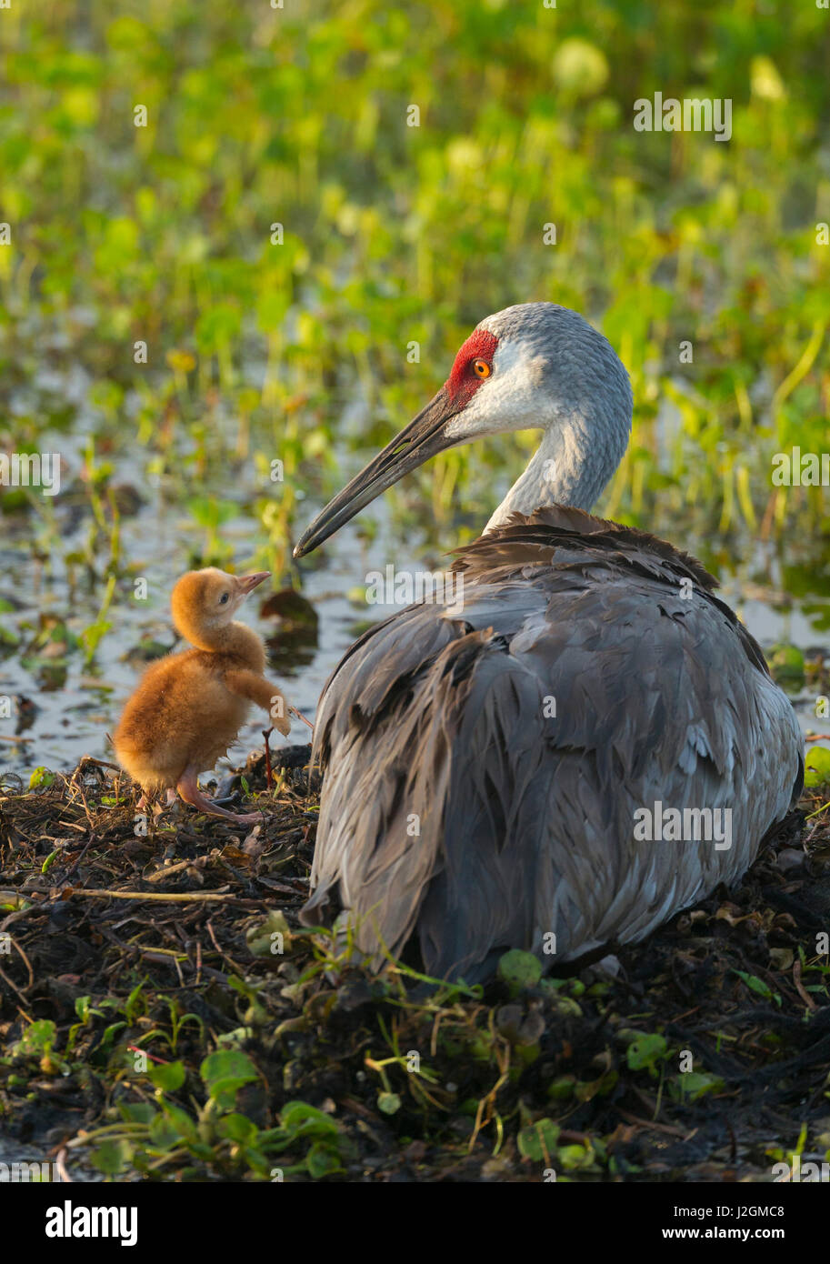 La grue du premier colt dans nid, Grus canadensis, Floride Banque D'Images
