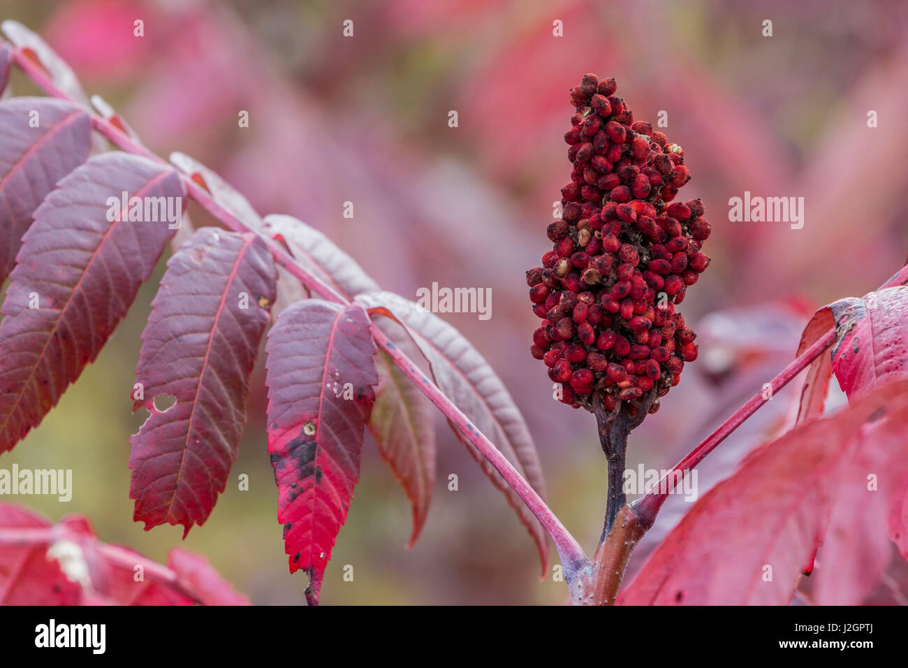 USA, Ogle Comté (Illinois), le rouge des feuilles de sumac et tête de semences à l'automne Banque D'Images