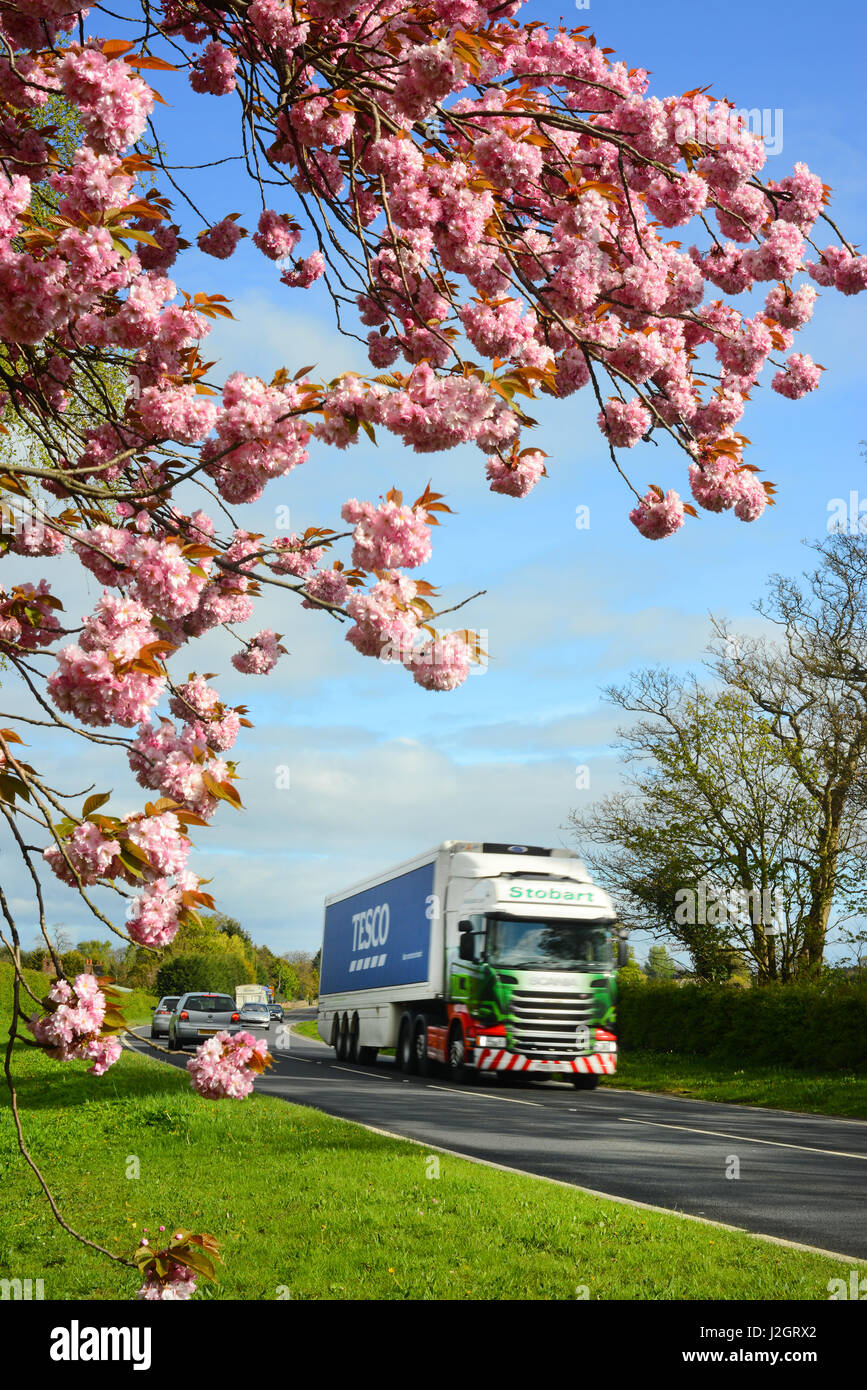 Camion passant en bordure de la belle fleur de cerisier au printemps york yorkshire royaume uni Banque D'Images