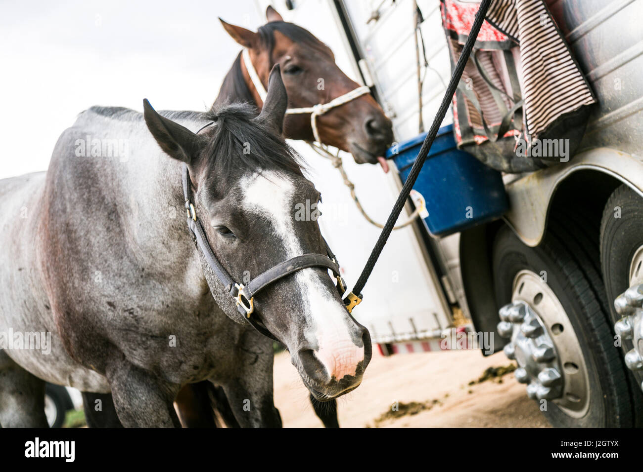 Taos, Nouveau Mexique, USA. Petite ville western rodéo. Les chevaux attachés à leur remorque. Banque D'Images