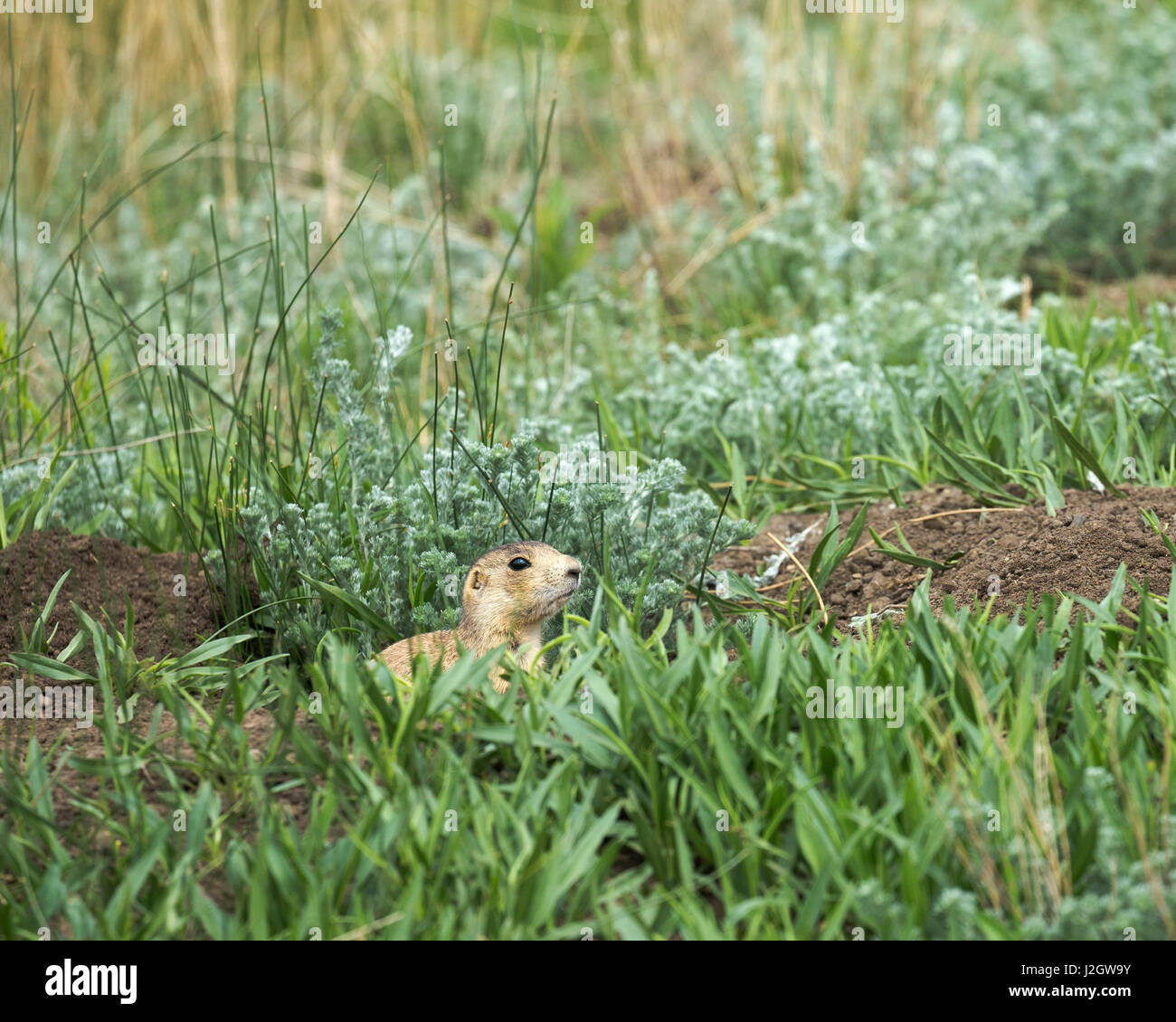 Chien de prairie de Gunnison, Cynomys gunnisoni zuniensis Ponil, North Creek, Valle Vidal, Carson National Forest, Nouveau Mexique Banque D'Images