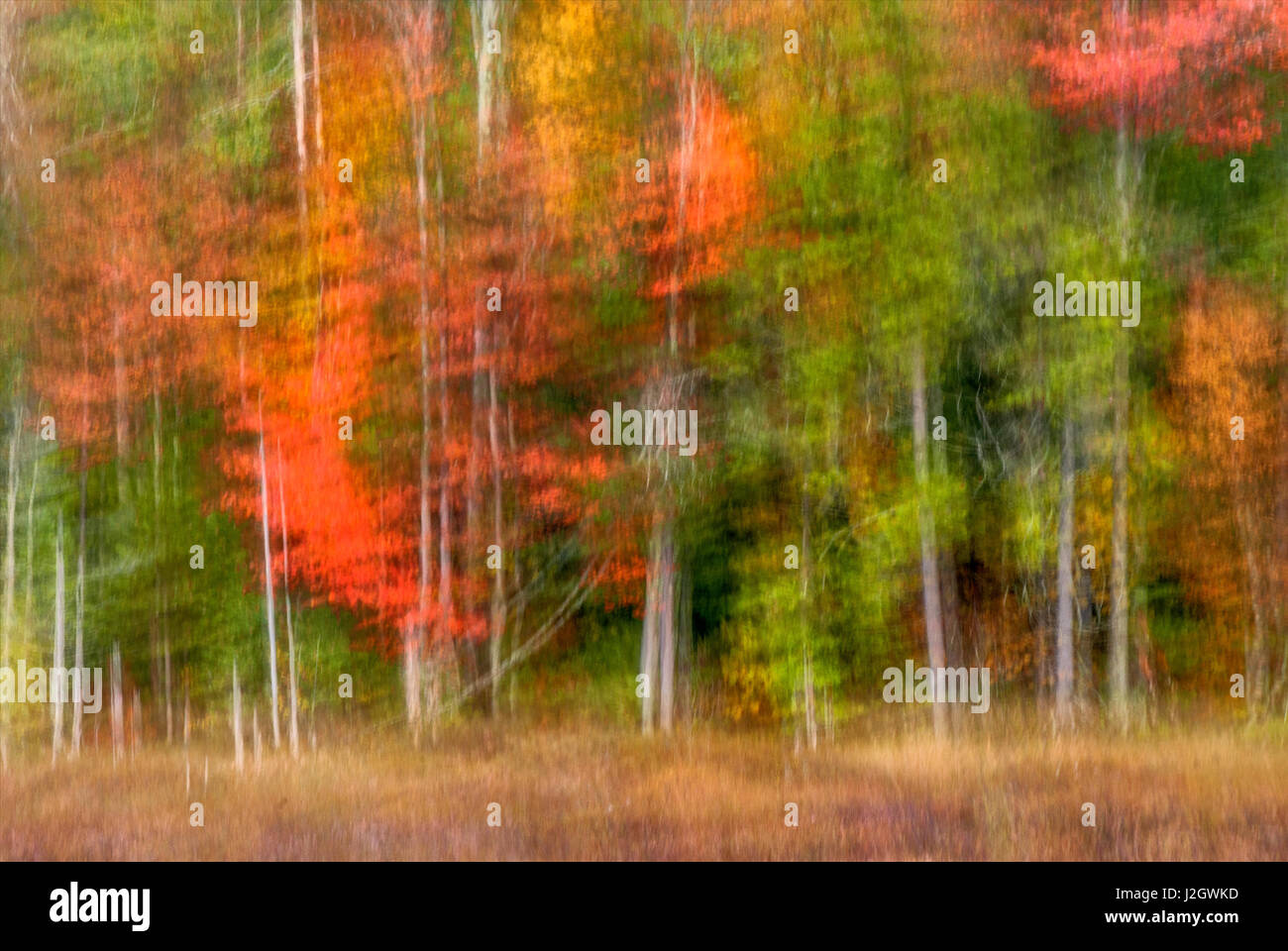 USA, New York, des montagnes Adirondack. Résumé de forêt. En tant que crédit : Jay O'Brien / Jaynes Gallery / DanitaDelimont.com Banque D'Images