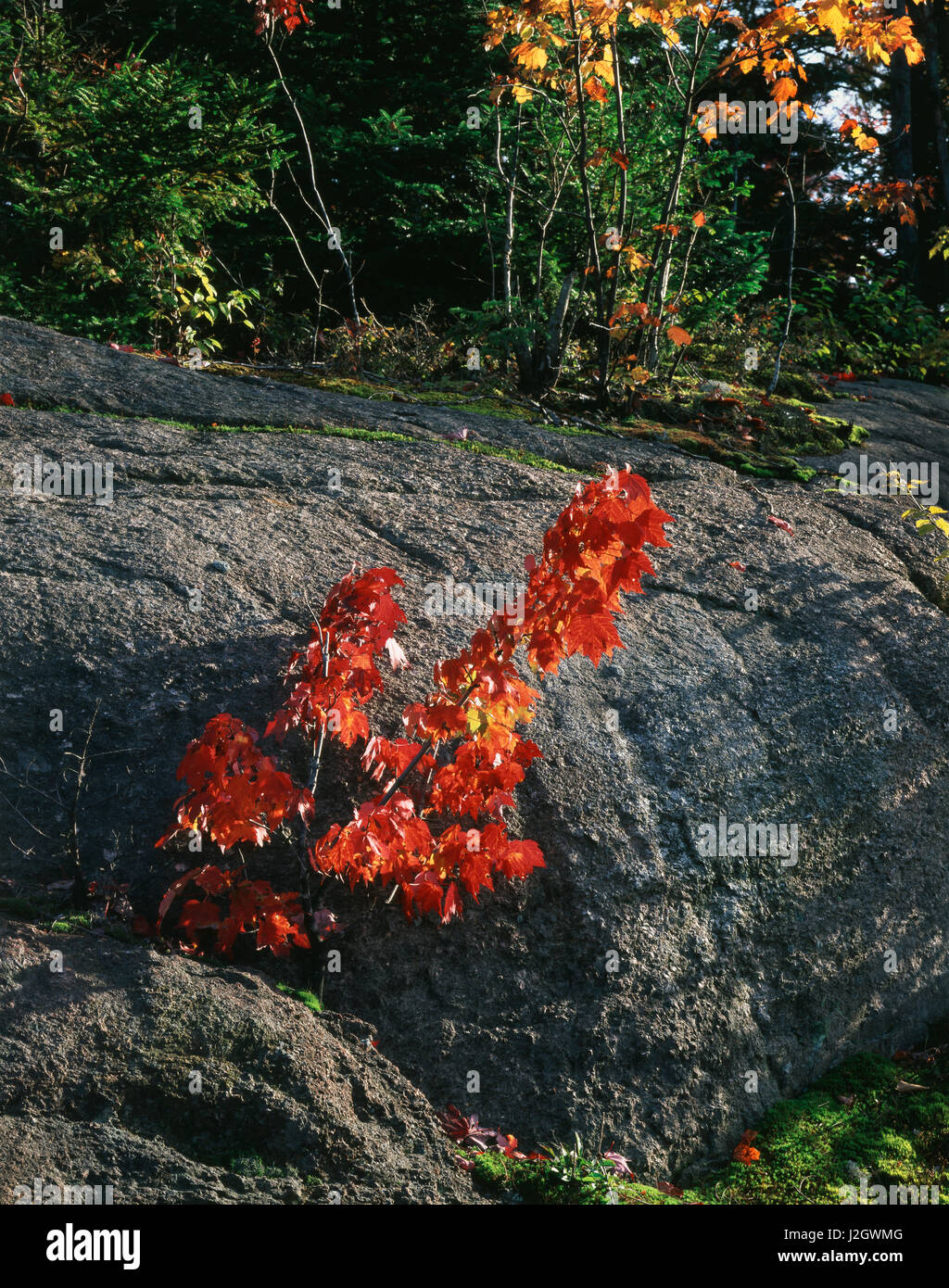 USA, New York, des montagnes Adirondack, Adirondack Park et préserver, les couleurs de l'automne de l'Érable à sucre (Acer saccharum) émergeant d'un rocher. Tailles disponibles (grand format) Banque D'Images