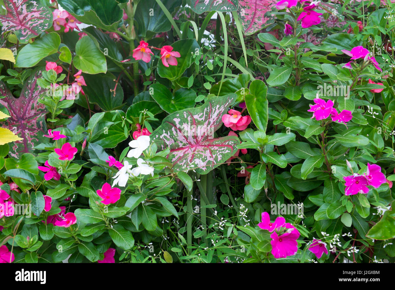 Jardin Glower, Charleston, Caroline du Sud. USA Banque D'Images