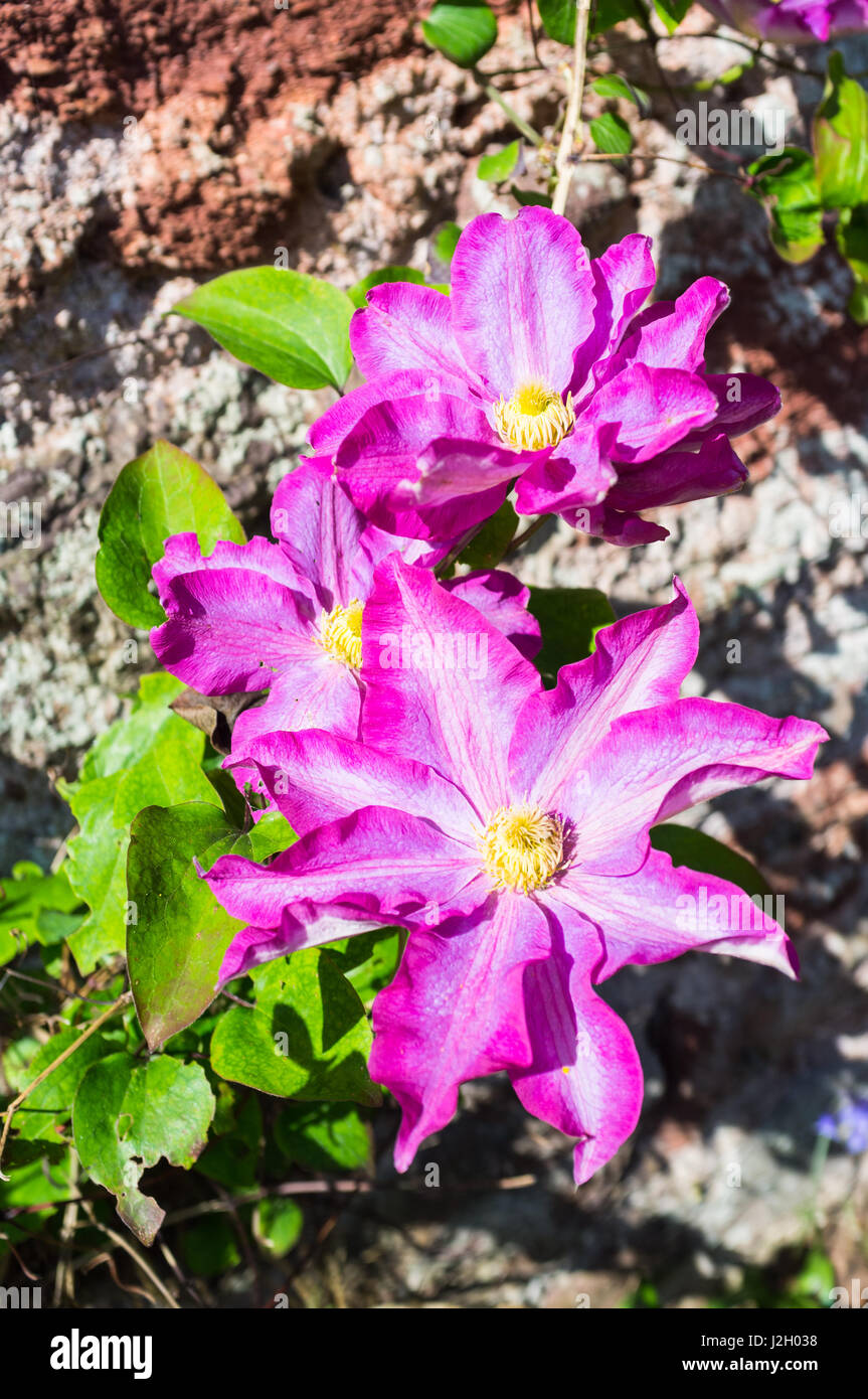 Près d'une Clematis floraison. Kakio. Connu sous le nom de Champagne Rose et la fleur a centre jaune. Banque D'Images