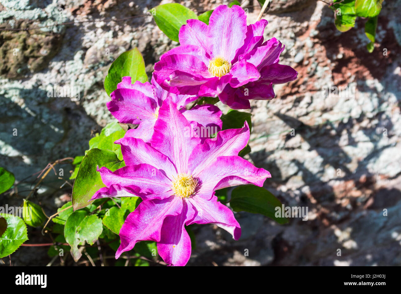 Près d'une Clematis floraison. Kakio. Connu sous le nom de Champagne Rose et la fleur a centre jaune. Banque D'Images