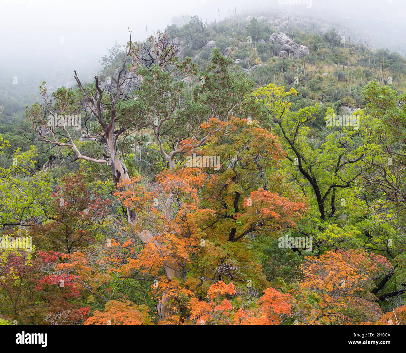 USA, Texas, Guadalupe Mountains National Park. Paysage de McKittrick Canyon. En tant que crédit : Don Paulson / Jaynes Gallery / DanitaDelimont.com Banque D'Images