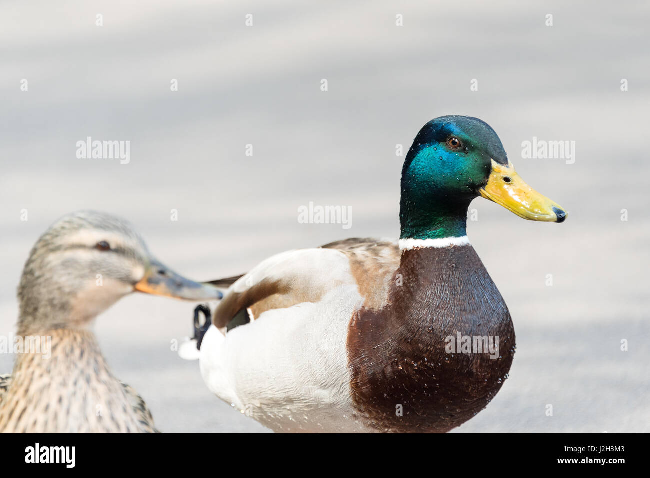 Paire de Canards colverts crossing road closeup Banque D'Images