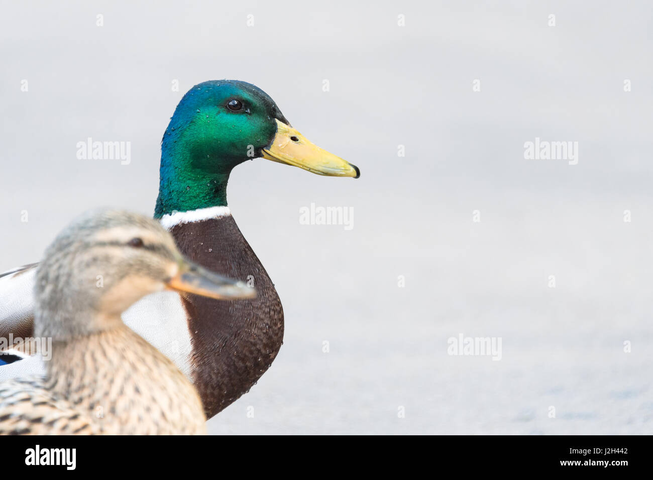 Paire de Canards colverts crossing road closeup Banque D'Images