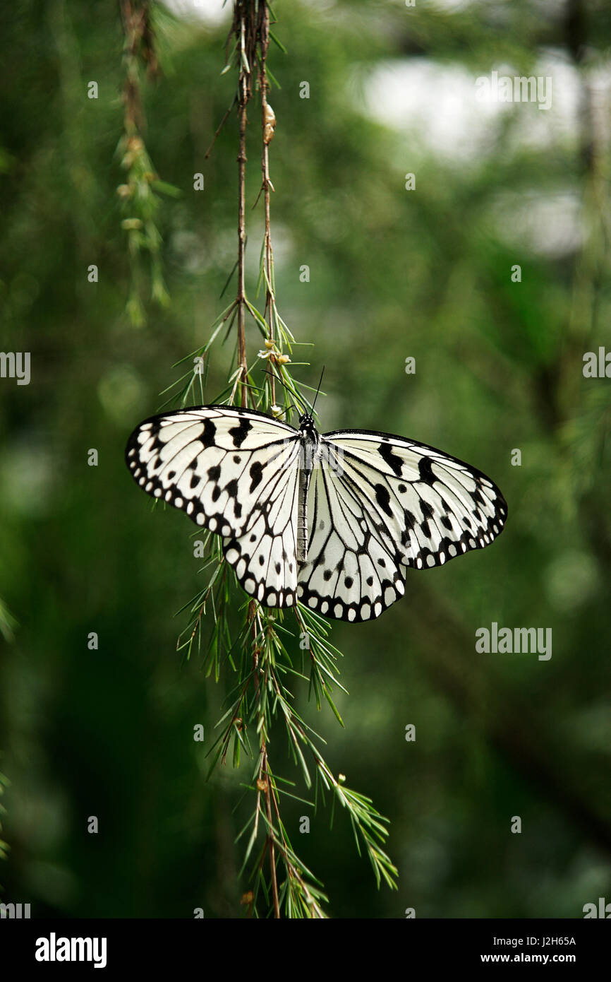 Couleur blanc noir butterfly sitting on branche verte de l'ampleur. Banque D'Images