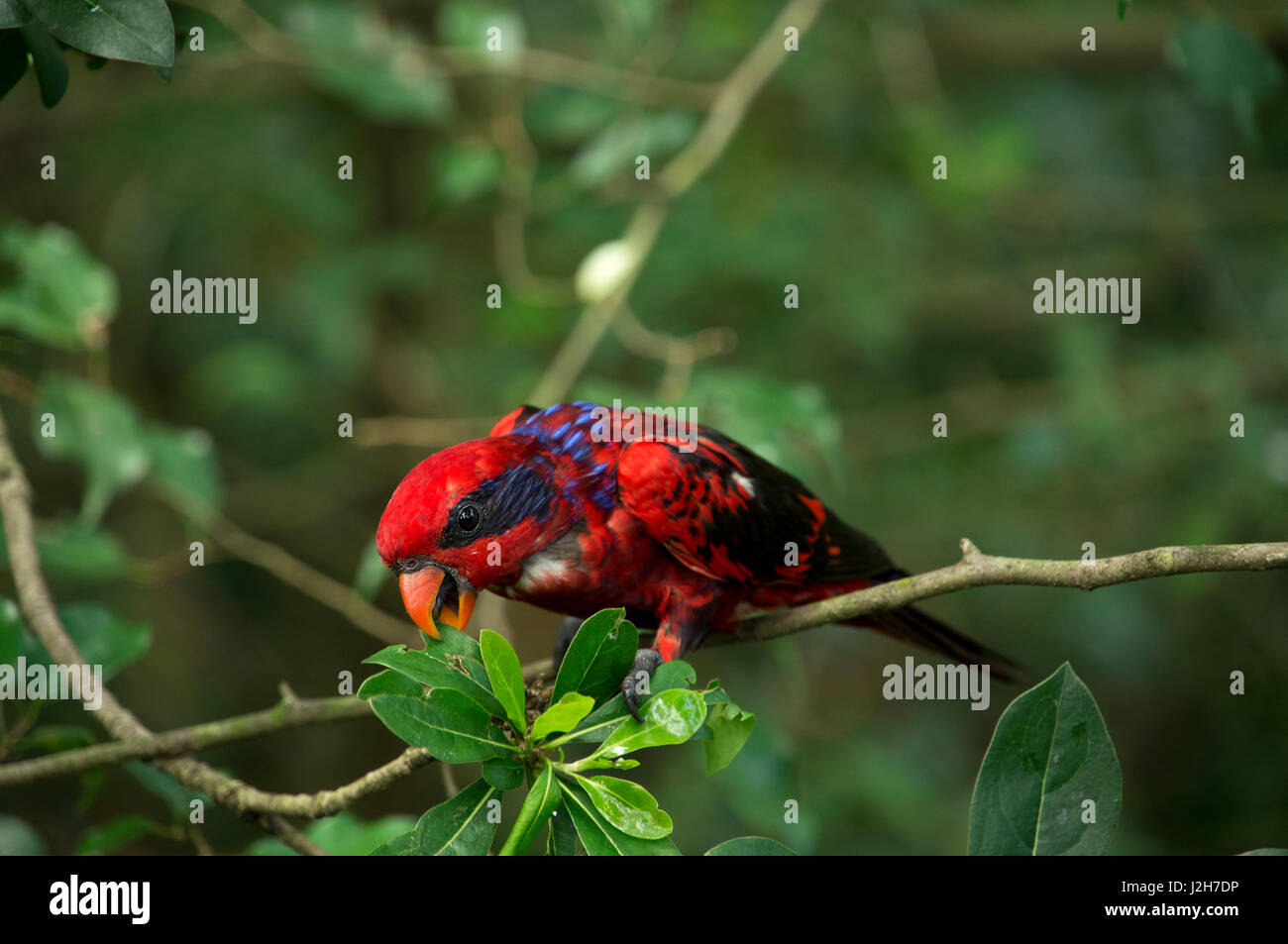 Rouge Noir Et Bleu Doiseaux à Plumes Avec Une Bande Noire