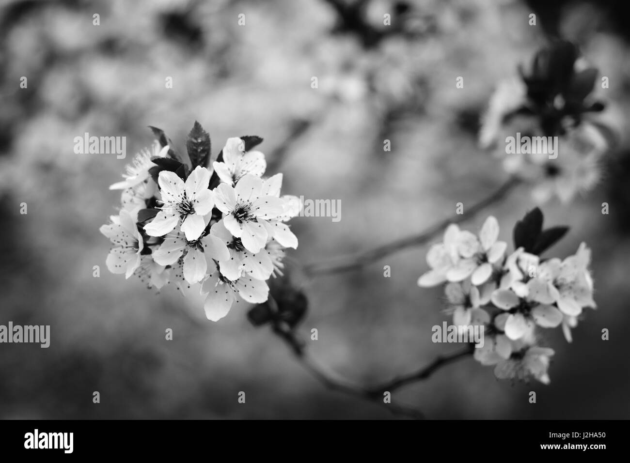 Fleurs de Printemps rose Banque D'Images