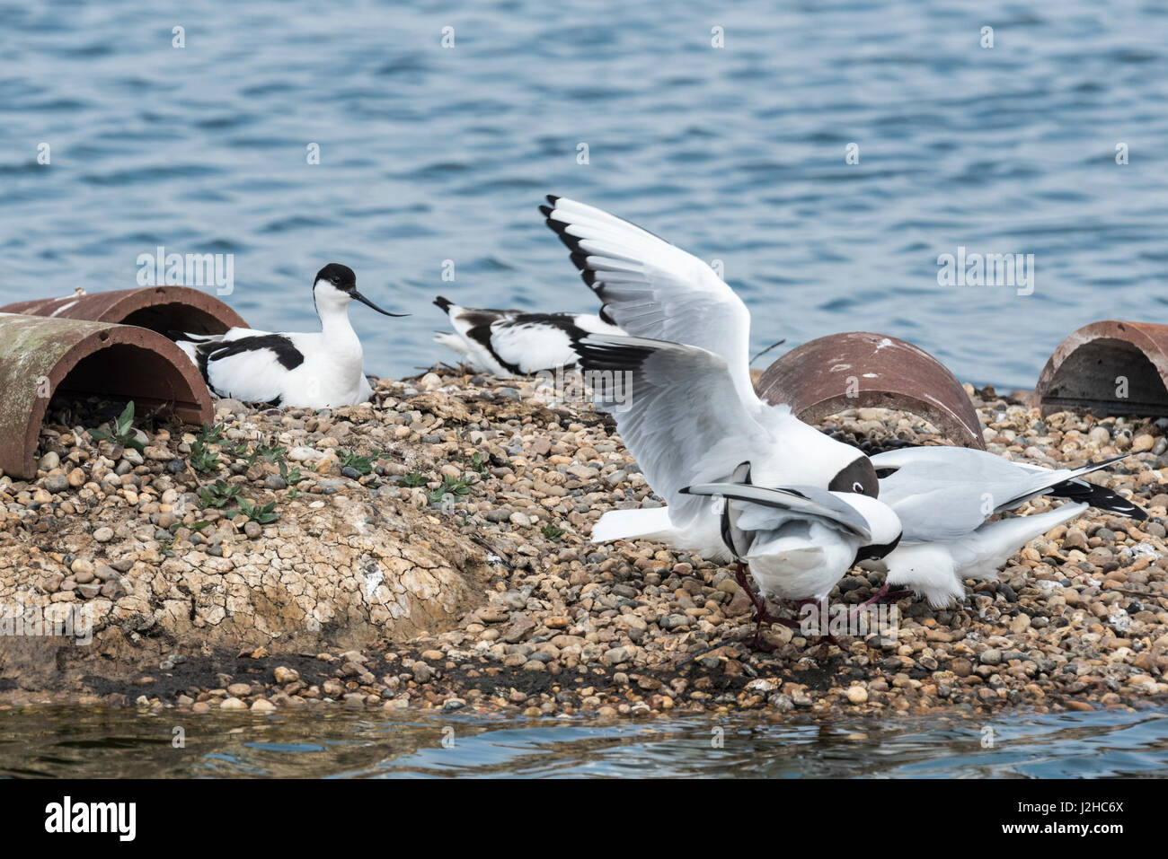 Une Avocette élégante (Recurvirostra avosetta) regarder quelques Mouettes Black-Headed agressifs (Chroicocephalus ridibundus) Banque D'Images