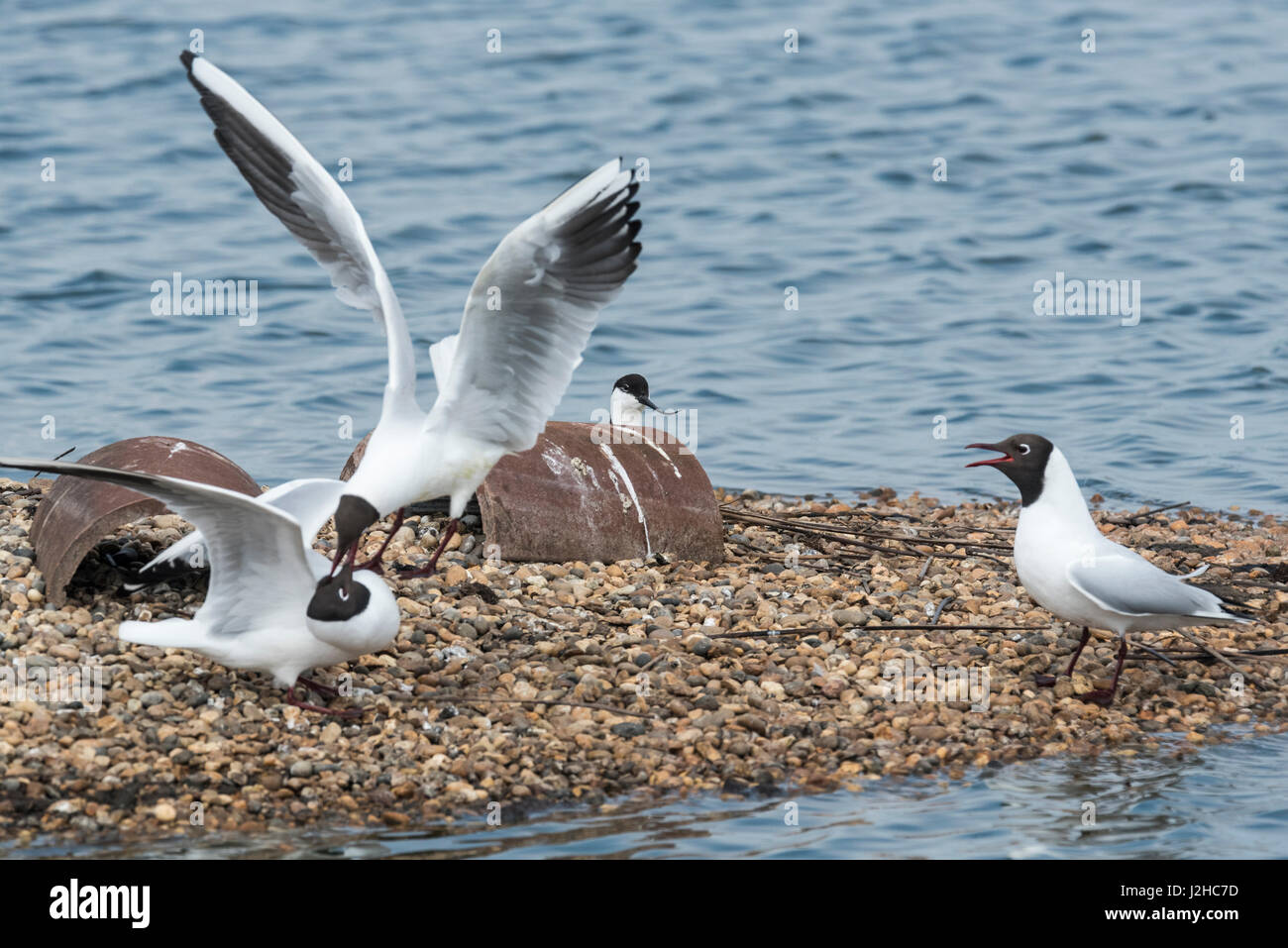 Une Avocette élégante (Recurvirostra avosetta) regarder quelques Mouettes Black-Headed agressifs (Chroicocephalus ridibundus) Banque D'Images