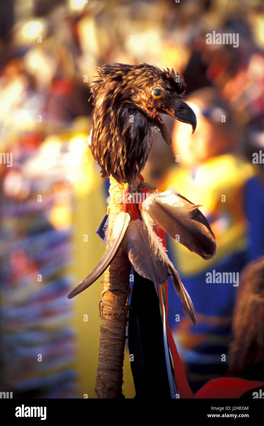 Eagle head monté sur le personnel de la Blackfeet Indian Days pow wow à Browning Montana Banque D'Images