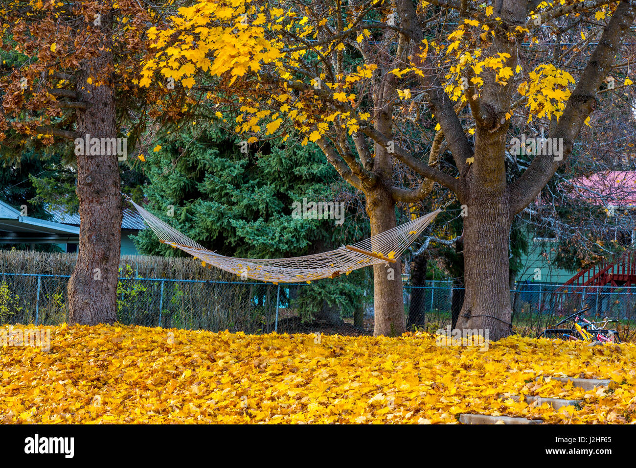 Hamac vide a l'air d'inviter dans une cour jonchée de feuilles à Whitefish, Montana, USA Banque D'Images