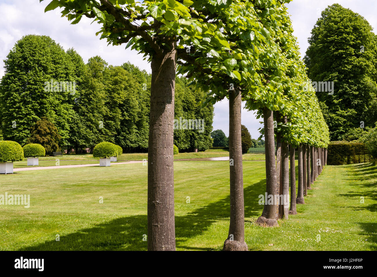 Erddig Hall gardens, Wrexham, Wales, UK. Une allée de tilleuls (tilia pleached) dans le jardin restauré Banque D'Images