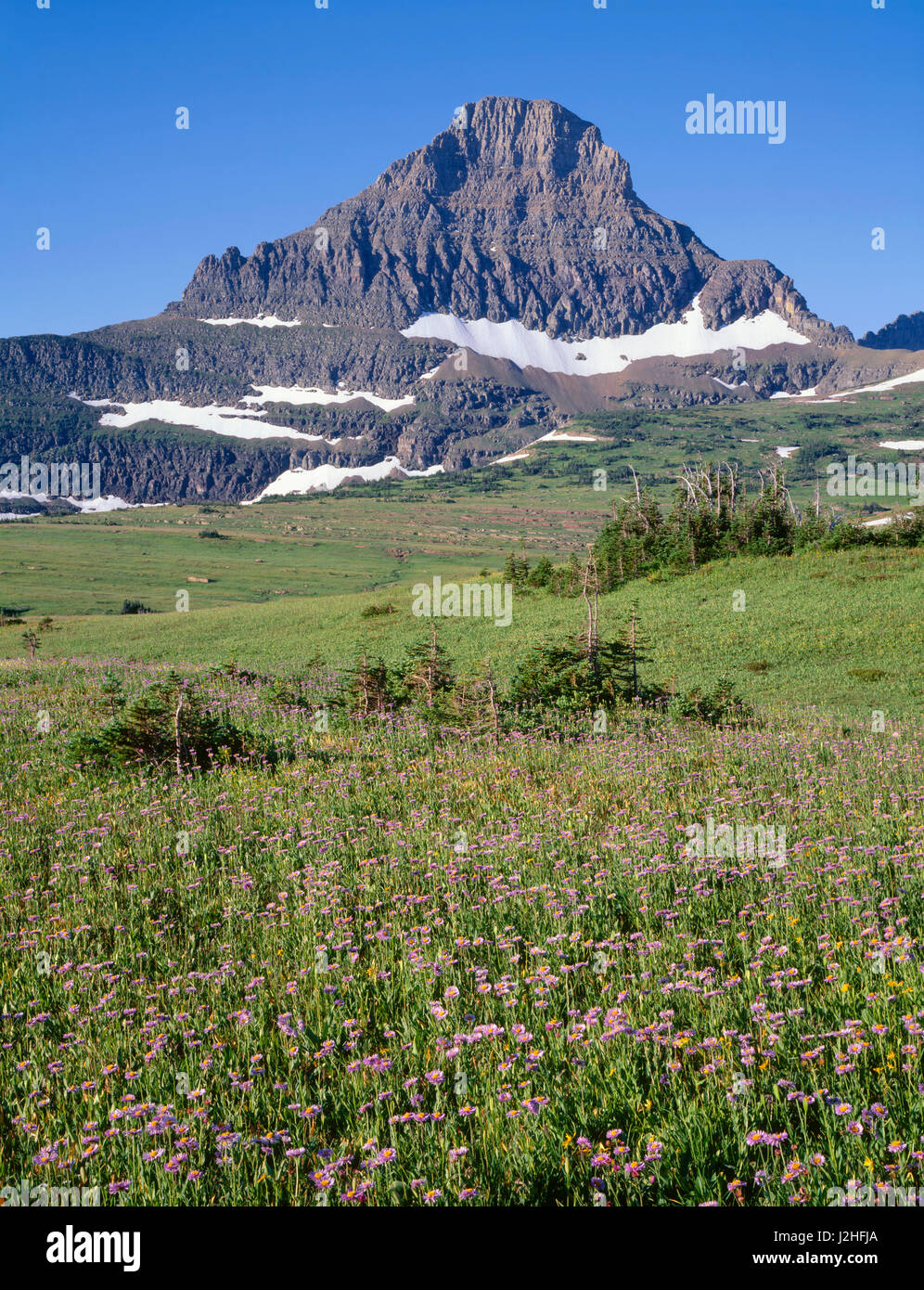 USA, Montana, le parc national des Glaciers, Reynolds Mountain donne sur prairie de purple asters en fleurs à Logan Pass. Tailles disponibles (grand format) Banque D'Images