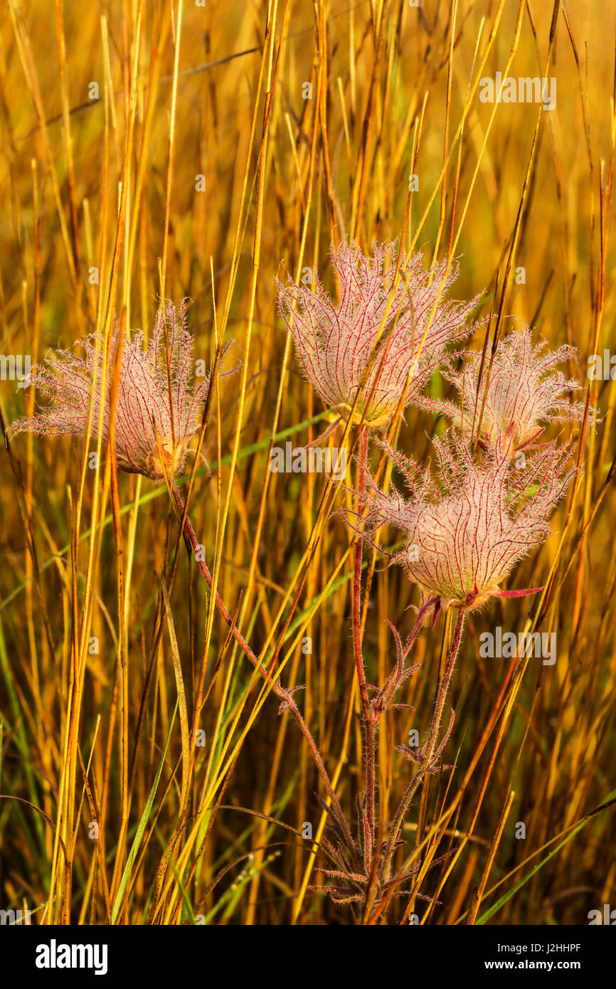 La fumée des prairies en fleurs sauvages dans le Parc National Theodore Roosevelt, USA Banque D'Images