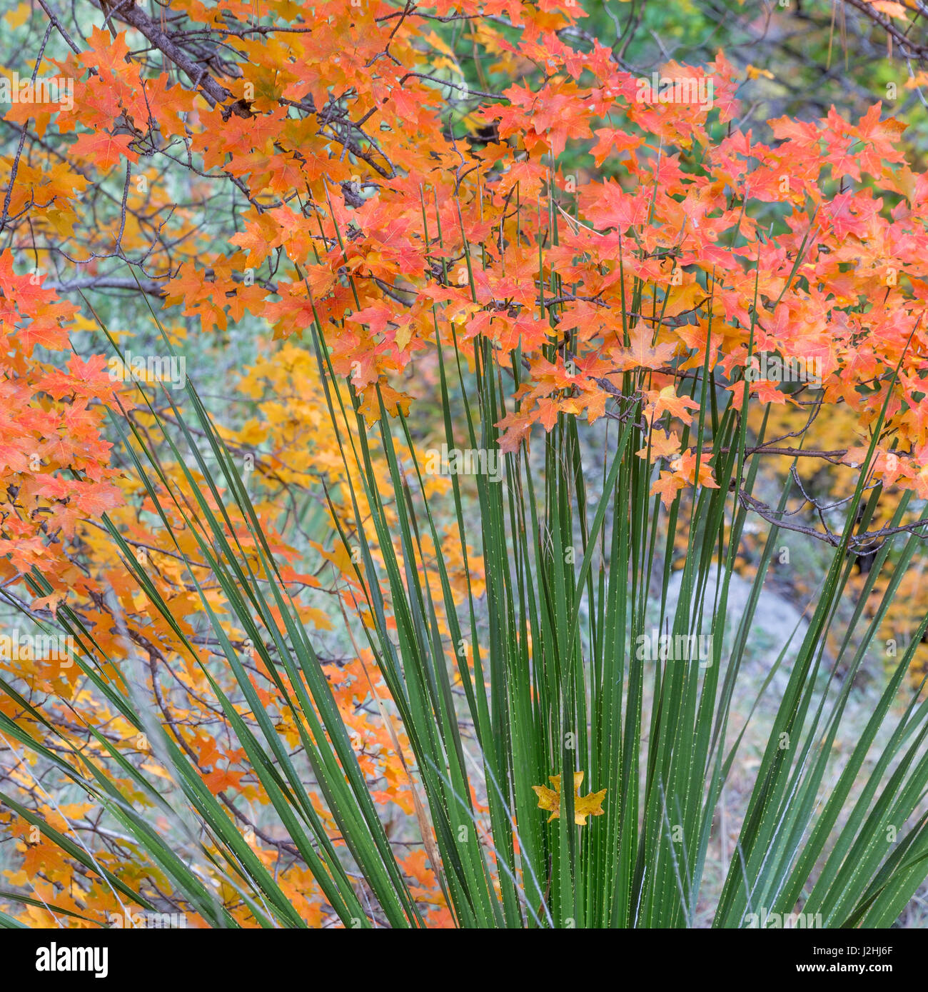 USA, Texas, Guadalupe Mountains National Park. Scenic de McKittrick Canyon. En tant que crédit : Don Paulson / Jaynes Gallery / DanitaDelimont.com Banque D'Images