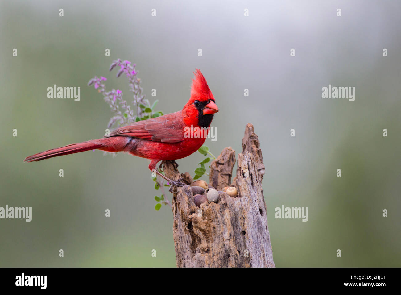 Cardinal rouge (Cardinalis cardinalis) mâle perché sur log Banque D'Images