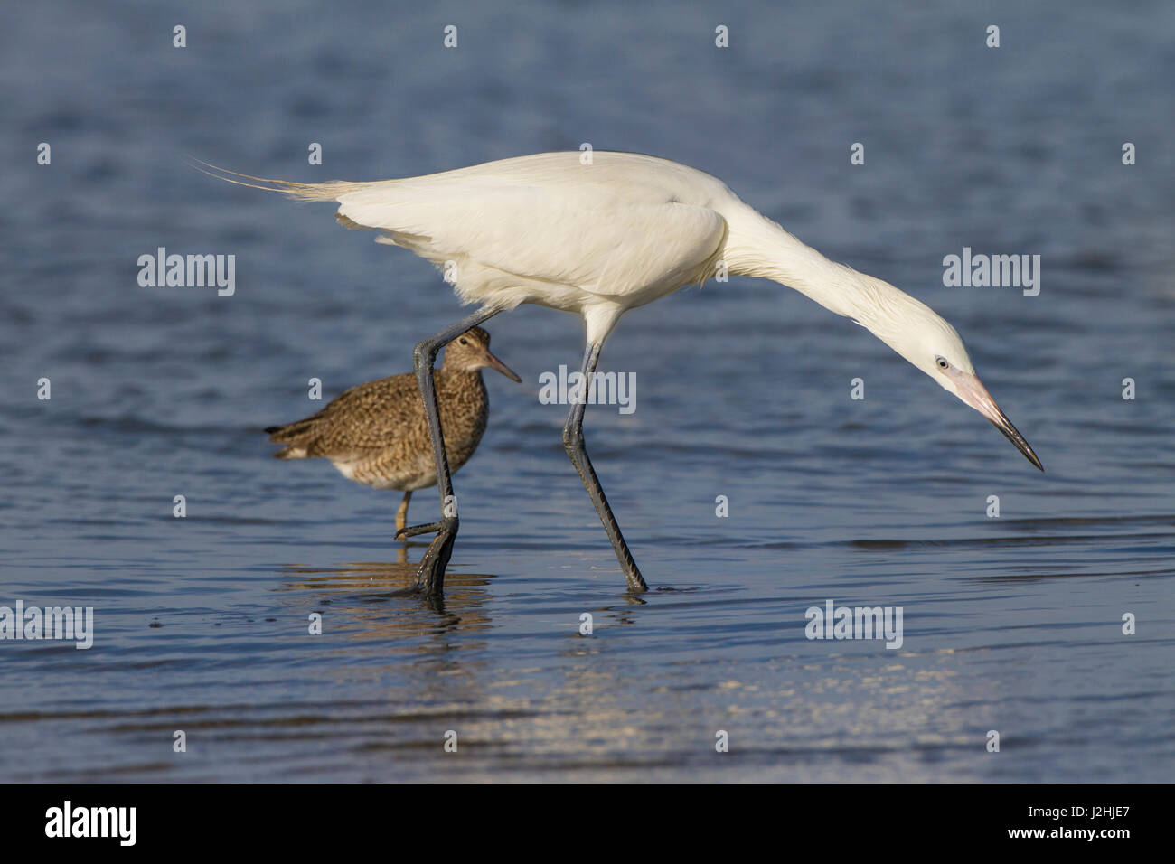 Aigrette garzette (Egretta rufescens rougeâtre) forme blanche Poissons chasse Banque D'Images