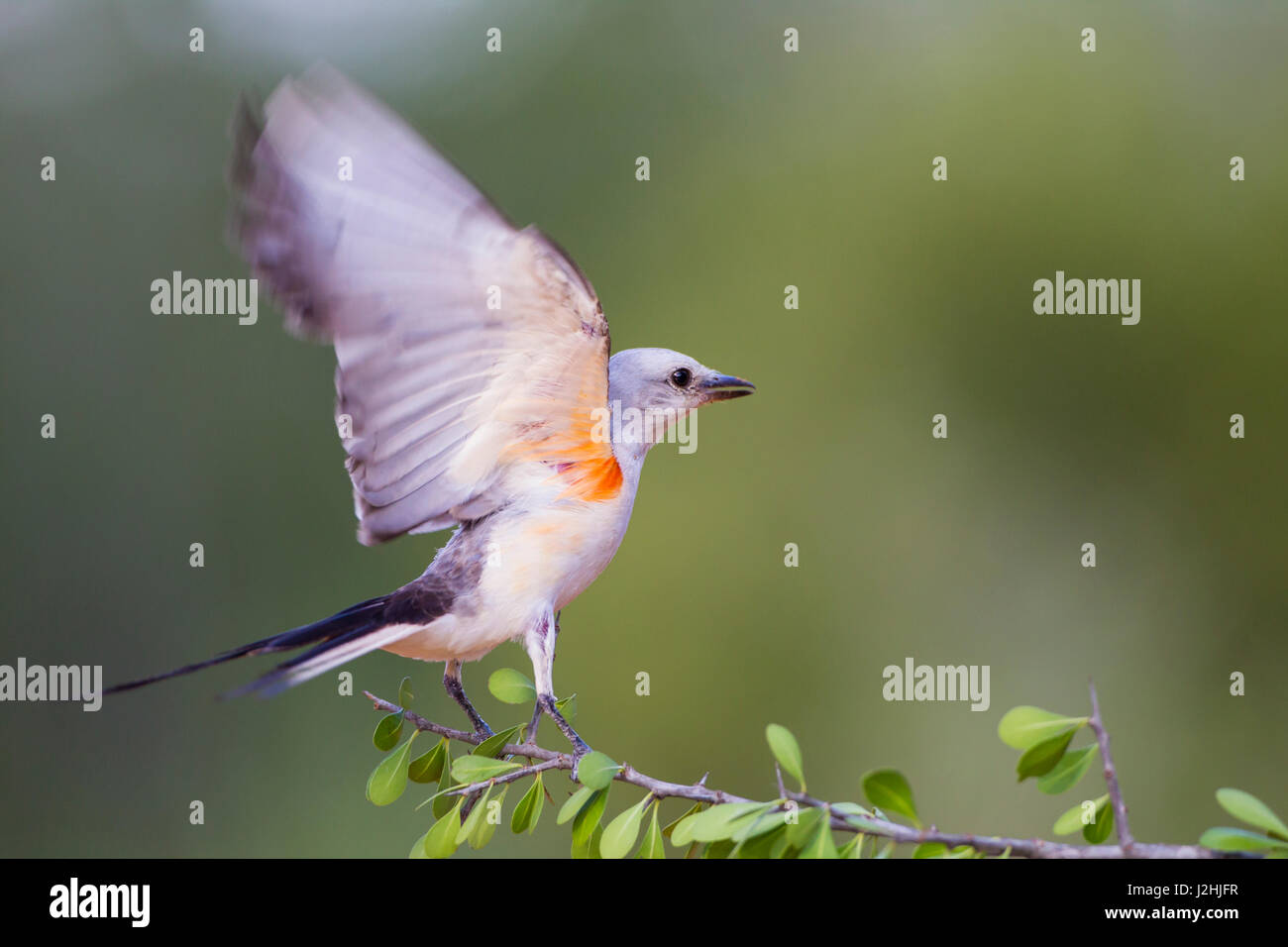 Scissor-tailed Flycatcher (Tyrannus forficatus) des profils landing Banque D'Images