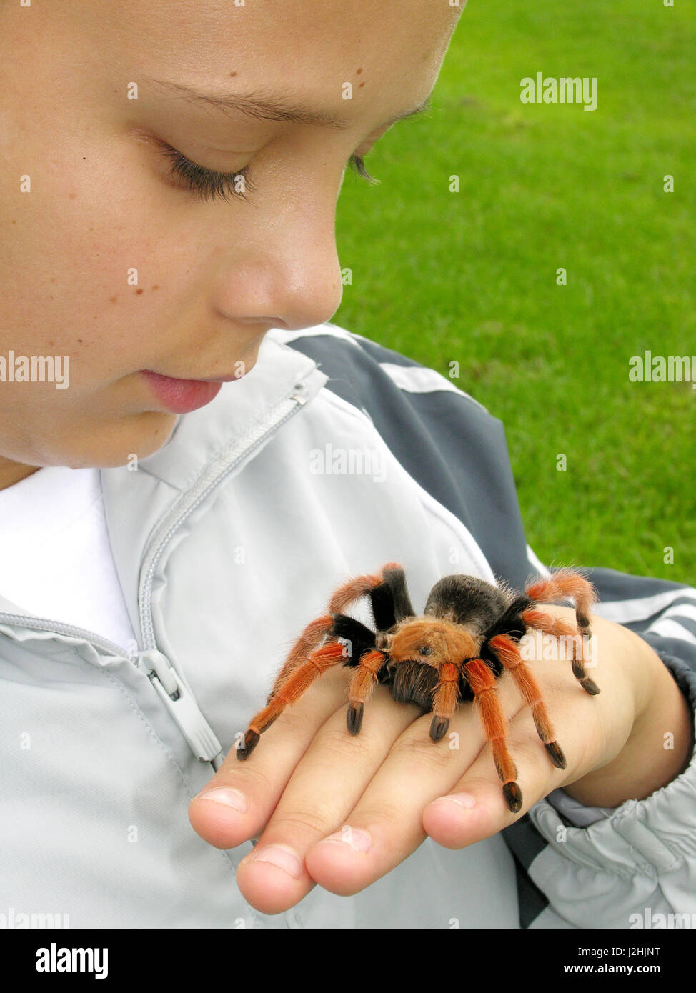 Boy Holding Tarantula Banque D'Images