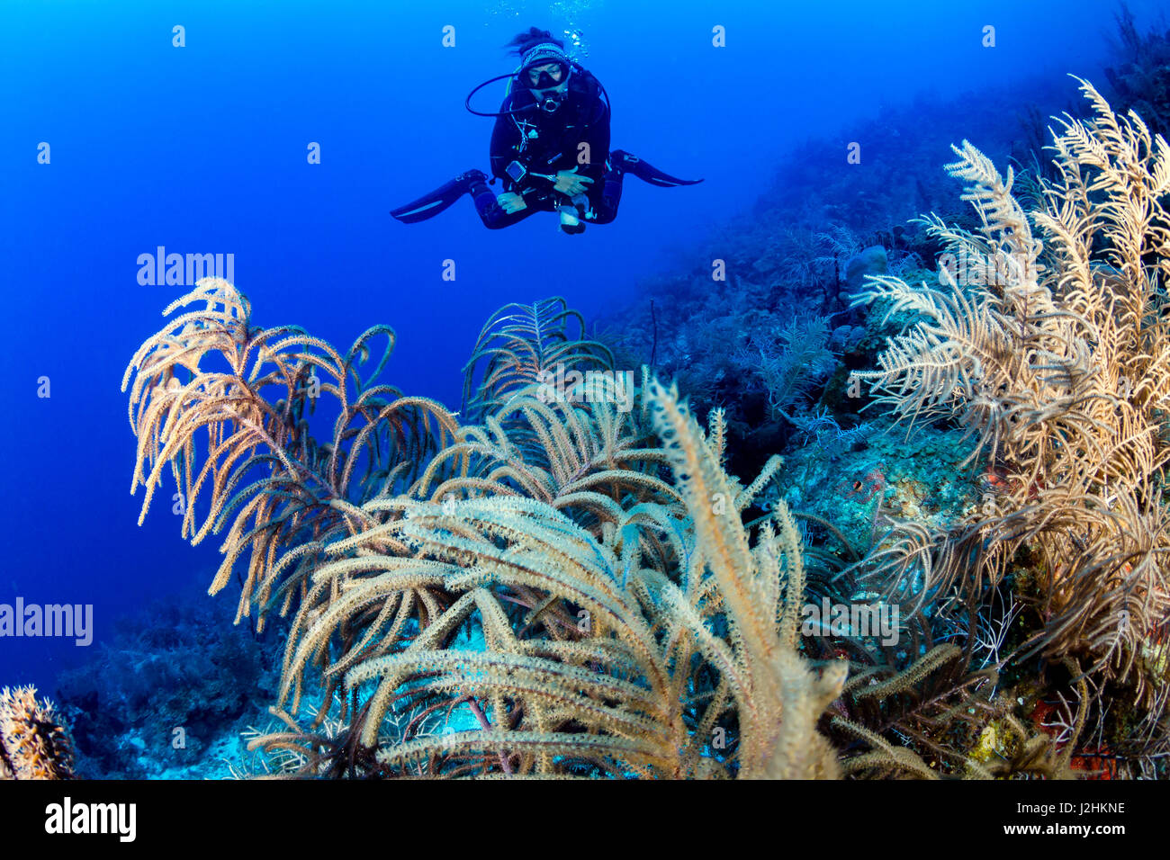 Plongée sous-marine sur un récif de coraux tropicaux Banque D'Images