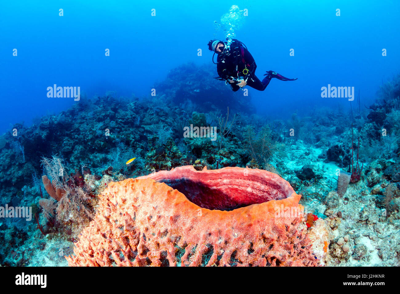 Femme de plongée sous marine et d'une grande éponge sur un récif de coraux tropicaux Banque D'Images