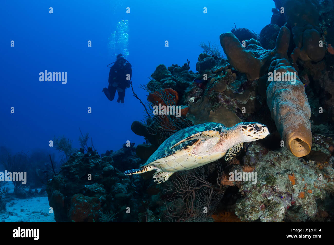SCUBA DIVER et tortue sur un récif de coraux tropicaux Banque D'Images