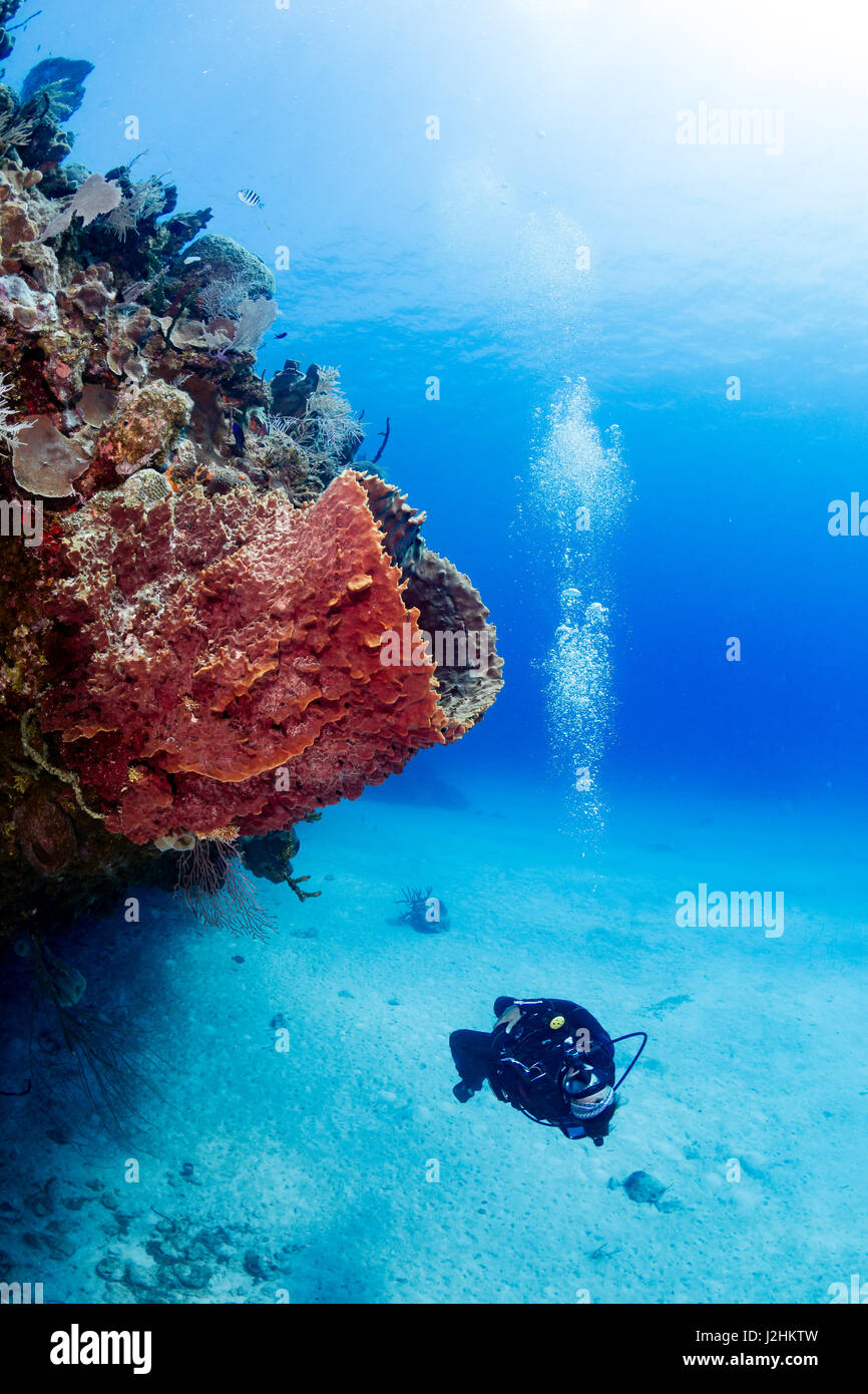 Femme de plongée sous marine sur un mur de corail Banque D'Images
